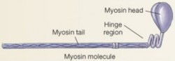 myosin filament