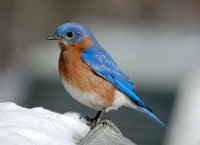 Eastern Bluebird:http://www.allaboutbirds.org/guide/eastern_bluebird/lifehistory