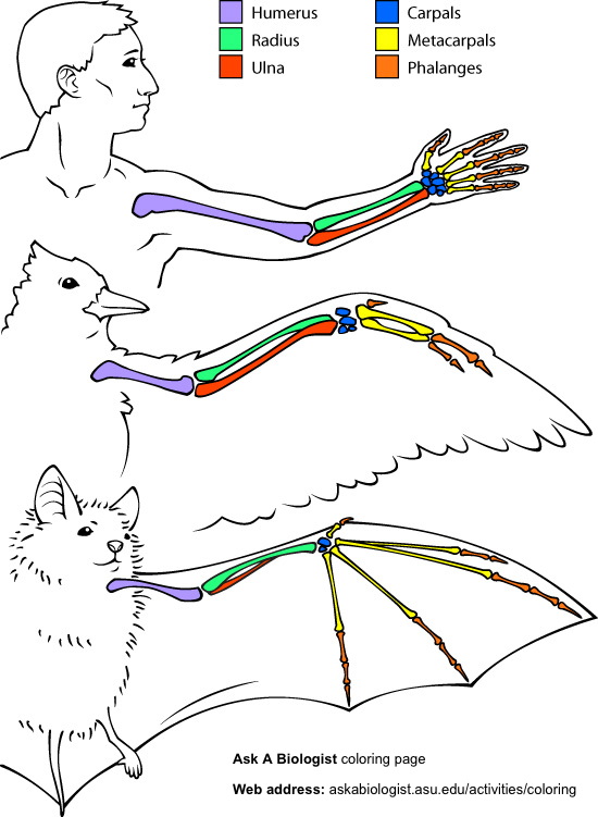 vertebrate forelimb anatomy
