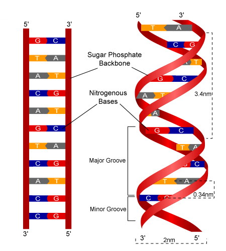 are dna strands parallel