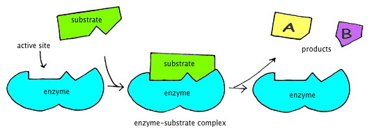 Enzyme Substrate And Product Chart