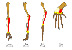 vestigial hindlimbs in whale skeleton