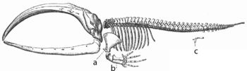 vestigial hindlimbs in whale skeleton