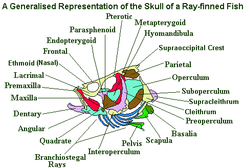 fish skull