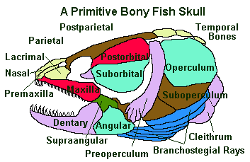 primitive fish skull