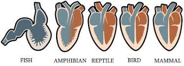 vertebrate hearts