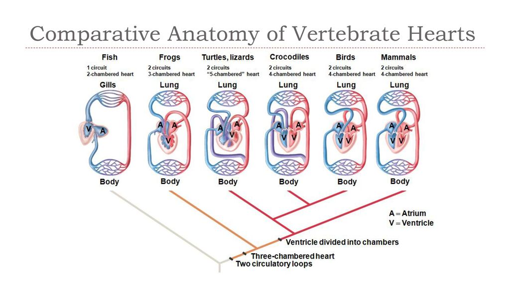 Comparative Anatomy of Vertebrate Hearts
