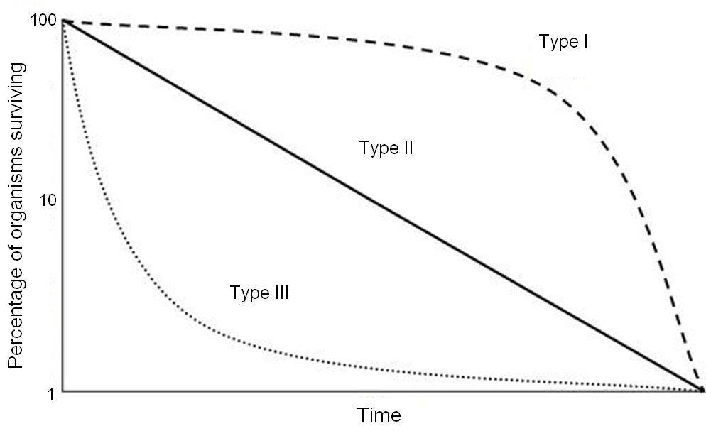 survivorship curves