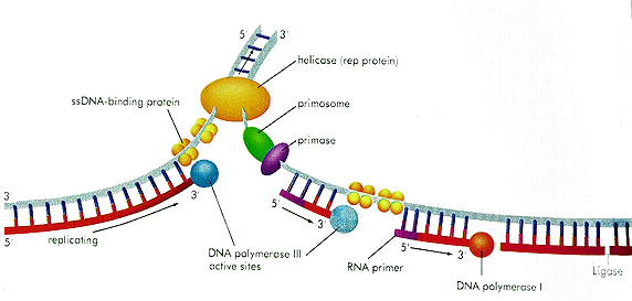 Lecture 5  Gene Structure  Transcription