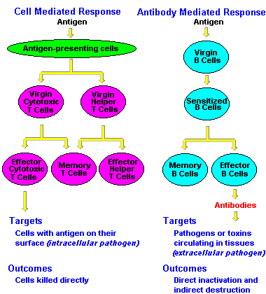 humoral vs cell mediated immunity