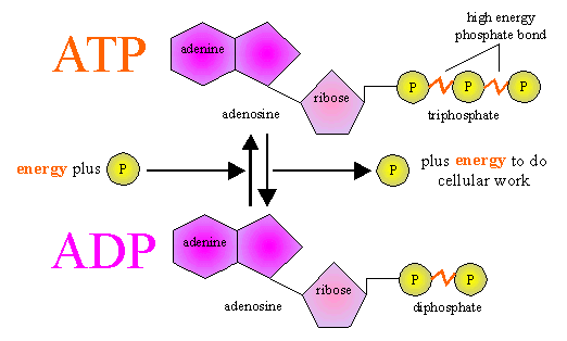 Atp Molecule Releasing Energy And An Adp Molecule Storing Energy