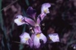 Iris missouriensis