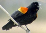 Red Wing Blackbird