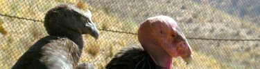 A juvenile and an adult condor in the flight pen. Photo by K. Lalumiere.