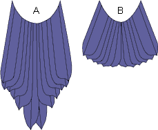 bird tails:http://evolution.berkeley.edu/evolibrary/article/0_0_0/history_21