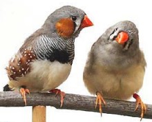 Zebra finches:http://www.zebrafinch-society.org/photos.htm