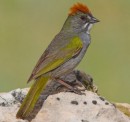 Green-tailed towhee, Pipilo chlorurus:http://pie.midco.net/tigerbeetle/TigerBeetle/colorado.htm