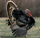 Merriam's turkey,Meleagris gallopavo:http://www.nwtf.org/images/MERRIAM3_b.jpg