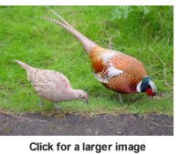 Common pheasant:http://www.answers.com/main/ntquery?method=4&dsid=2222&dekey=Common+Pheasant&gwp=8&curtab=2222_1