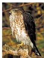 Sharp-shinned hawk:http://www.peregrinefund.org/Explore_Raptors/hawks/sshnhawk.html