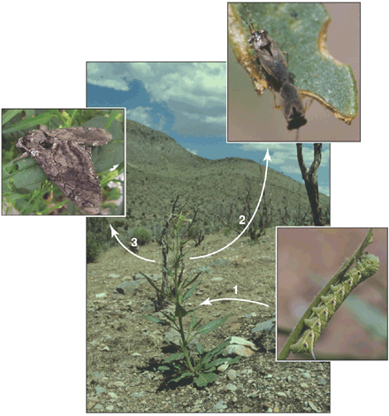 coyote tobacco and insects:http://ep.llnl.gov/msds/ScanDbase/Sci-7-2002.html