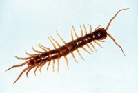 centipede:http://www.ent3.orst.edu/smartkey/identify2.cfm?groupname=Soil%20insects
