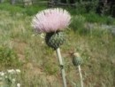 Cirsium canescens, prairie thistle:http://www.coopext.colostate.edu/gilpin/nativethistles.shtml