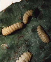 Moneilema armata, Cactus beetle larvae:http://www.angelfire.com/oh3/elytraandantenna/USInsects/RearingMarmata.html