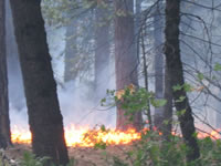 forest fire:http://www.nps.gov/yose/fire/graphics/moving%20fire.jpg