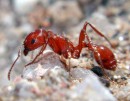 Pogonomyrmex maricopa, Maricopa Harvester Ant:http://www.tightloop.com/ants/pogmar.htm