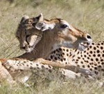 cheetah catching impala:http://www.etravelphotos.com/photos.php?keyword=kenya&page=2