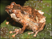new frog species from Papua:http://news.bbc.co.uk/1/hi/sci/tech/4688000.stm
