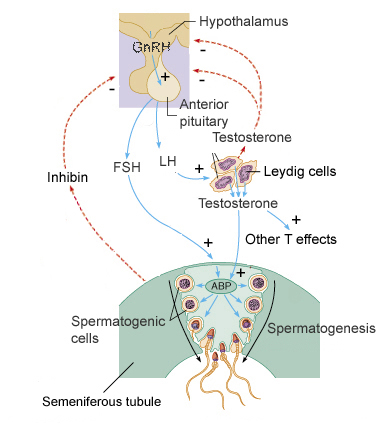 Hypothalamic Pituitary Gonadal Hpg Axis