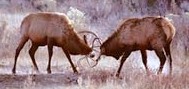 elk competing