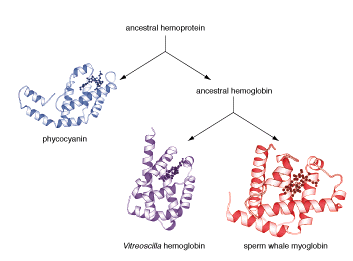The Evolution of Hemoglobin