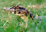 Black caiman: Melanosuchus niger