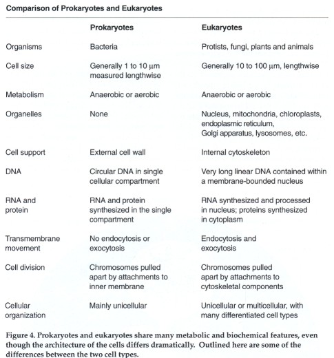 Chart Showing Differences Between Prokaryotic And Eukaryotic Cells