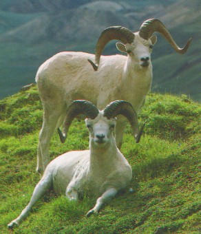 [Two Sheep]