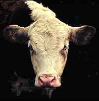 Hereford cow