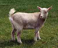 dwarf goat