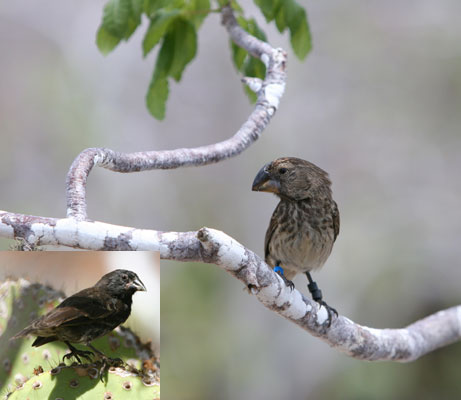 Galapagos finches:http://news.nationalgeographic.com/news/2006/07/060714-evolution.html