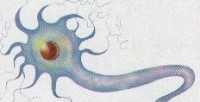 nerve cell:http://intranet.canacad.ac.jp:3445/BiologyIBHL2/4804