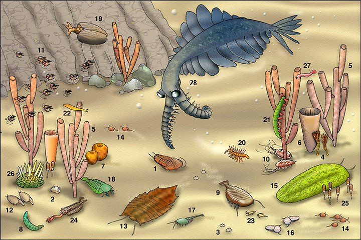 Burgess shale trilobite community:http://www.trilobites.info/Burgess.htm