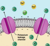 resting membrane potential:http://faculty.irsc.edu/FACULTY/TFischer/AP1/AP%201%20resources.htm