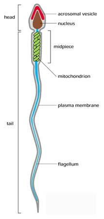 Sperm Cells Mature In