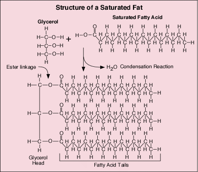 Triglyceride