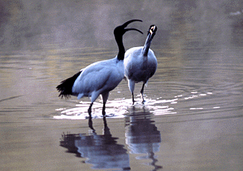 [Birds]