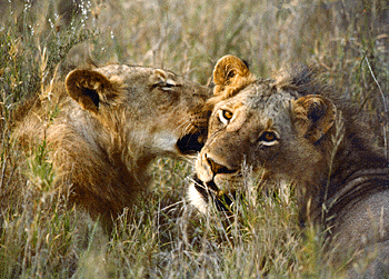 [Lions]