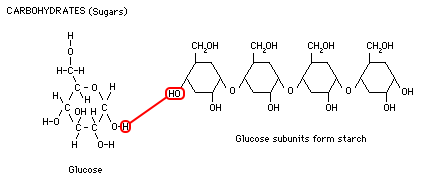 glucose and starch