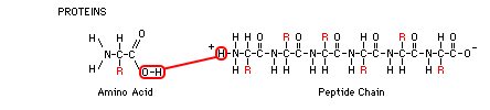 amino acid and peptide chain